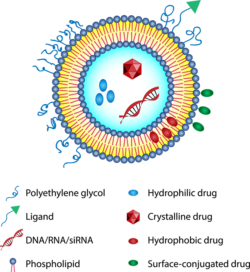 Liposomes – RNA / BOC Sciences