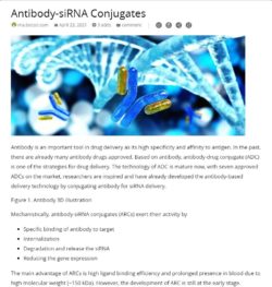 antibody sirna conjugate
