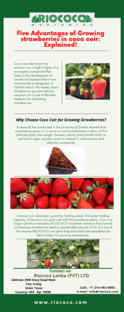 Five Advantages of Growing strawberries in coco coir: Explained!