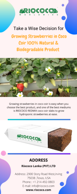 Take a Wise Decision for Growing Strawberries in Coco Coir 100% Natural & Biodegradable Product