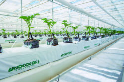 hydroponics greenhouse